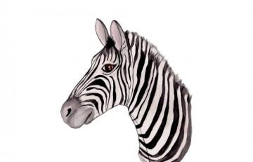 Poster zebra